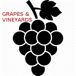 Grapes and Vineeyards, Learn About Grape Growing and Wine Vineyards