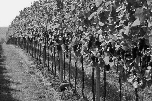 Winemaking